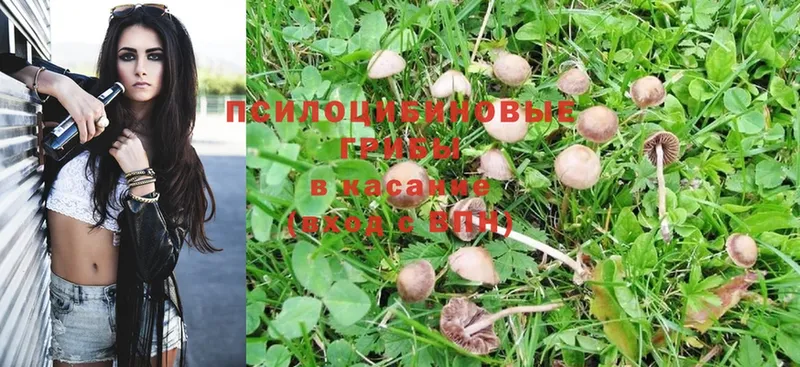 Галлюциногенные грибы Psilocybine cubensis Нерчинск